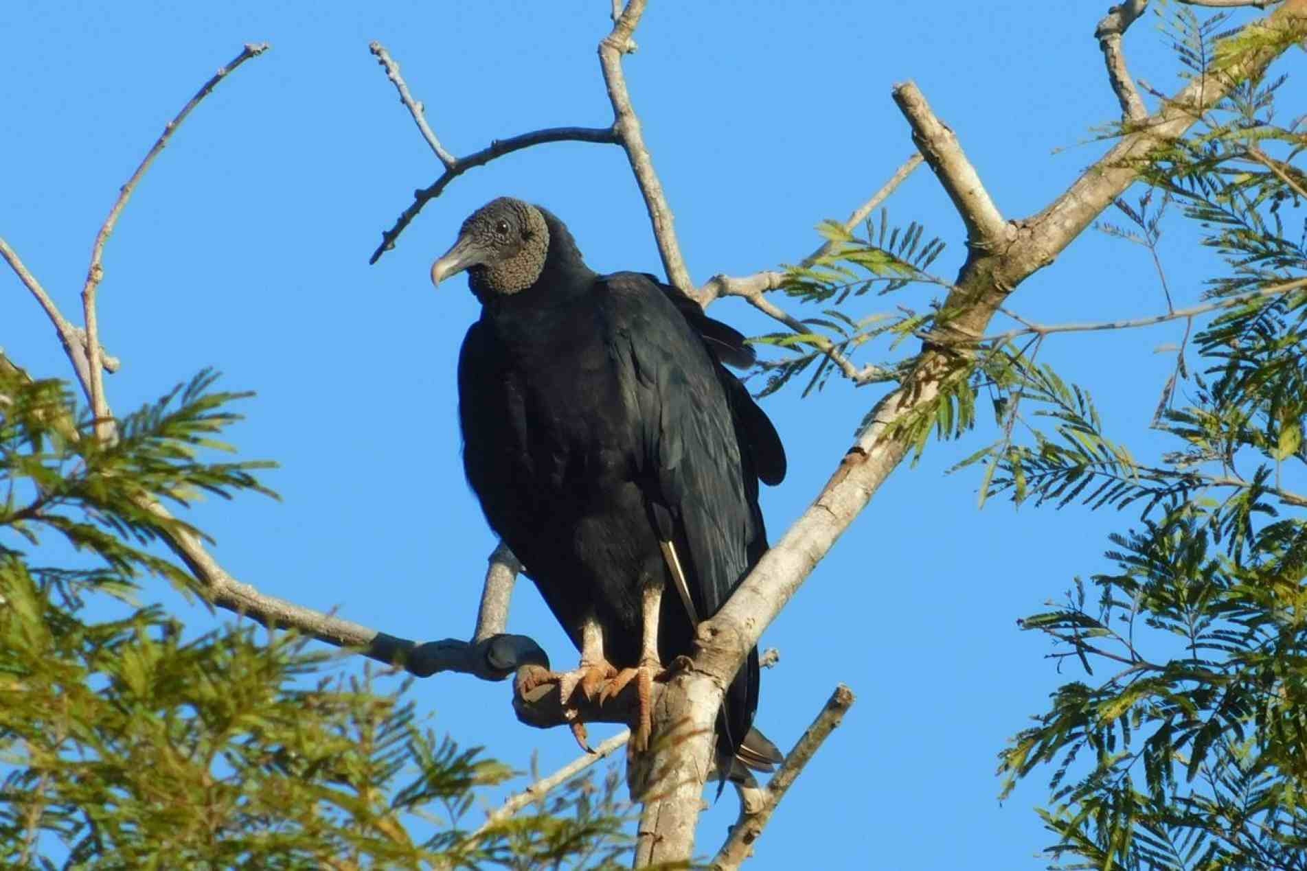 Os urubus possuem a visão bastante aguçada, podendo enxergar sua presa a três quilômetros.