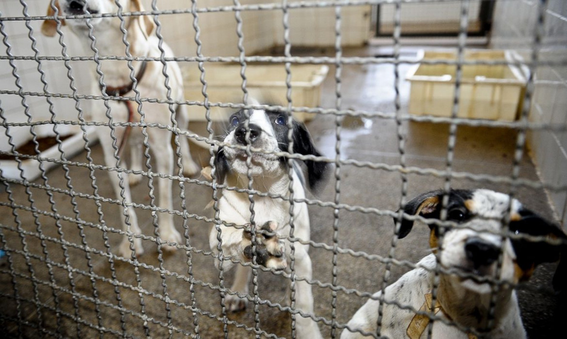Segundo o governo, a proposta reconhece os animais dom&eacute;sticos como seres sencientes