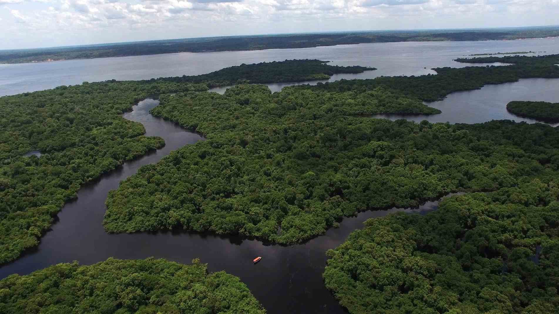 Floresta amazônica brasileira.