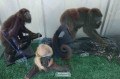 Peças empalhadas das espécies de macacos oriundos da região: bugio jovem (esquerda), bugio adulto (direita) e mono-carvoeiro (centro). - DIVULGAÇÃO