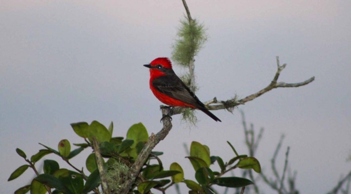 O príncipe é um passarinho pequeno, com cerca de 15 centímetros de comprimento.