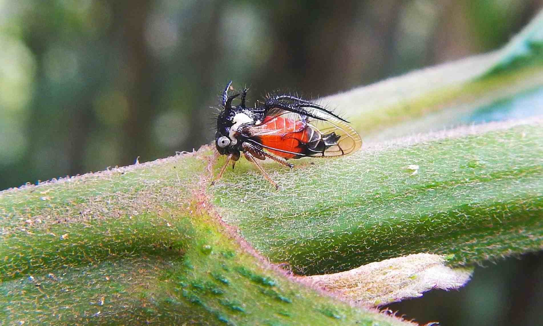 O pronoto, que lembra um capacete, lhe rendeu o apelido de soldadinho.