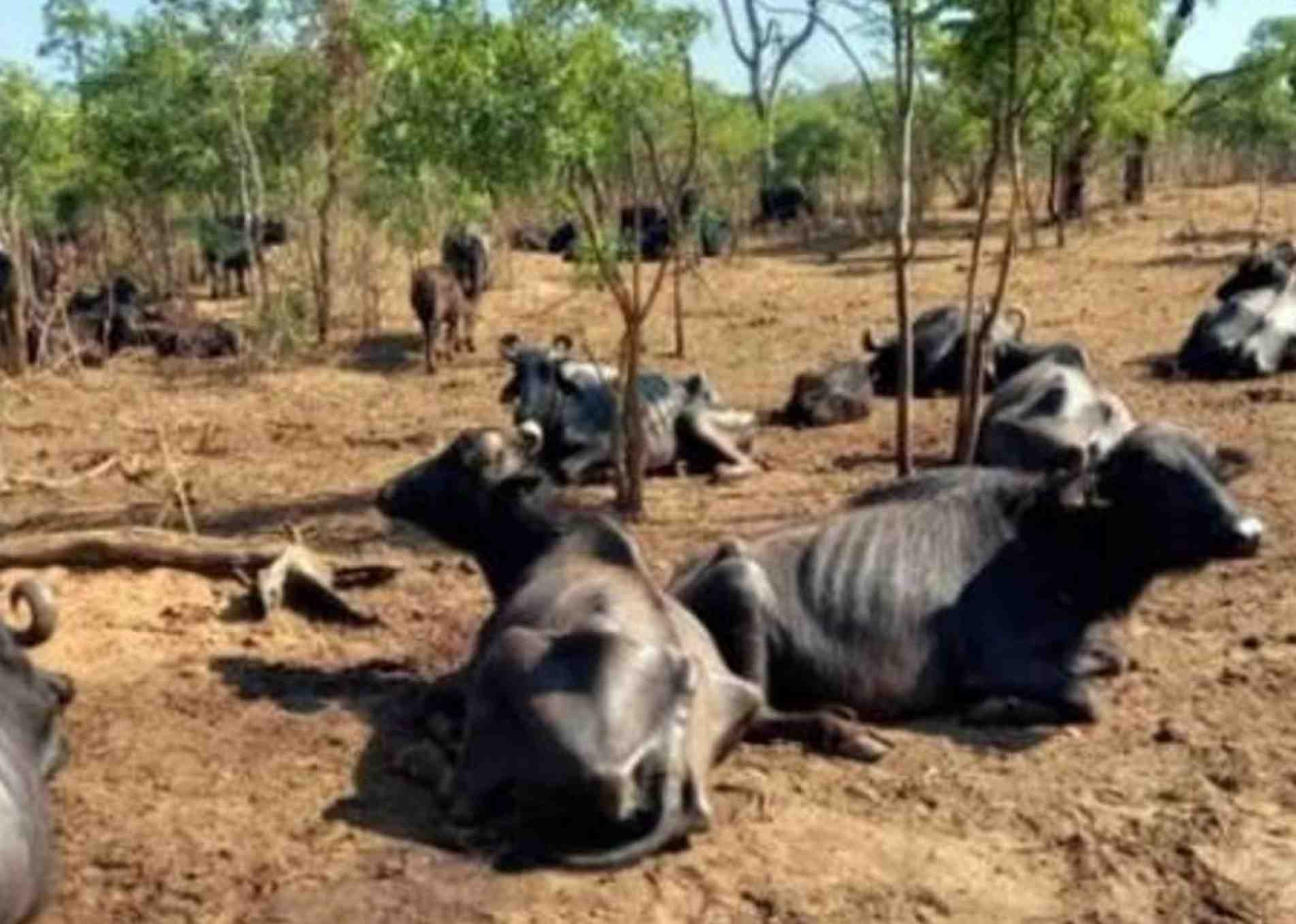 Dezenas de animais morreram debilitados pela fome.