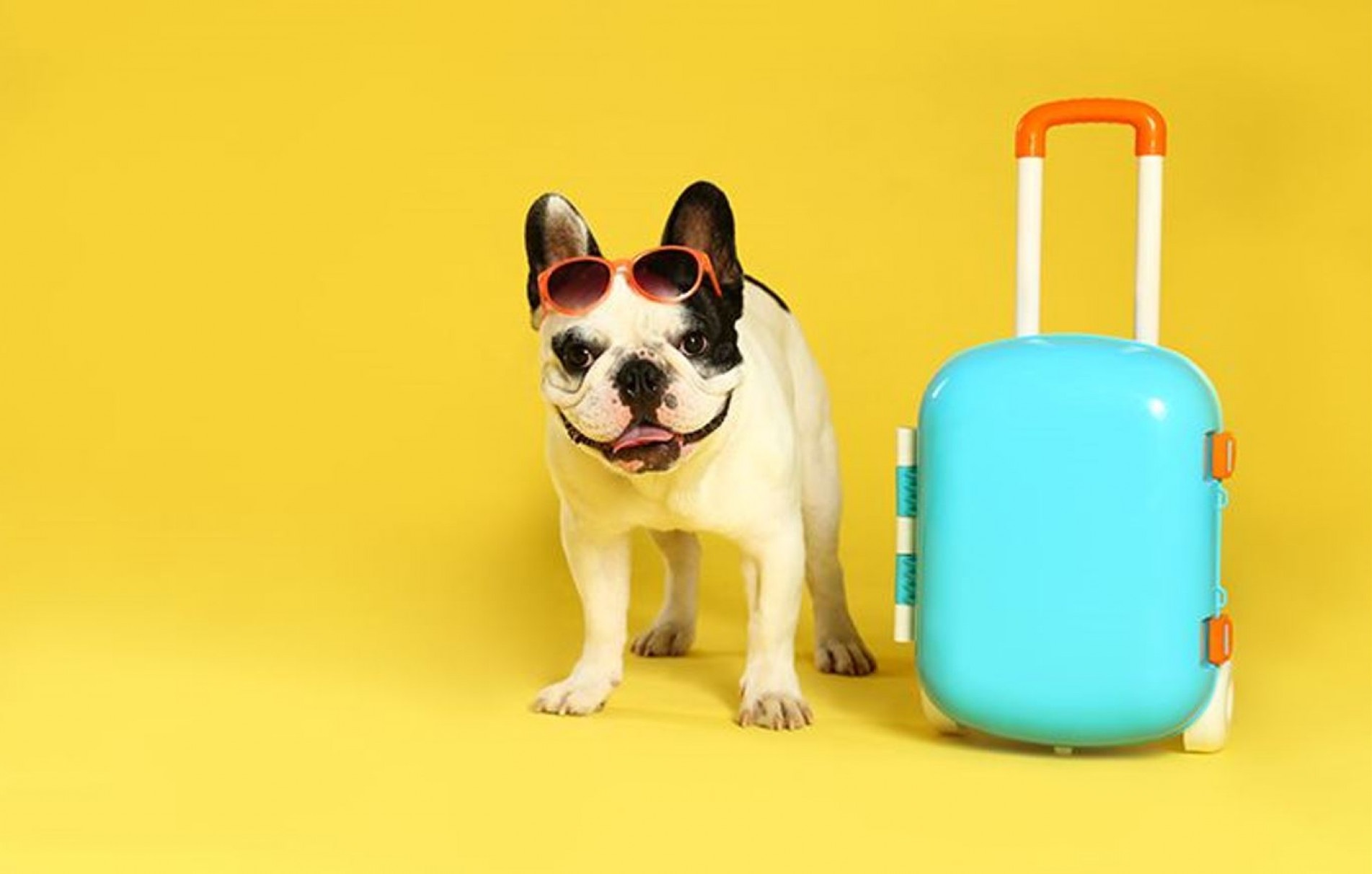 Um tutor bem orientado tem mais chances de evitar transtornos para si e para o animal de estimação.