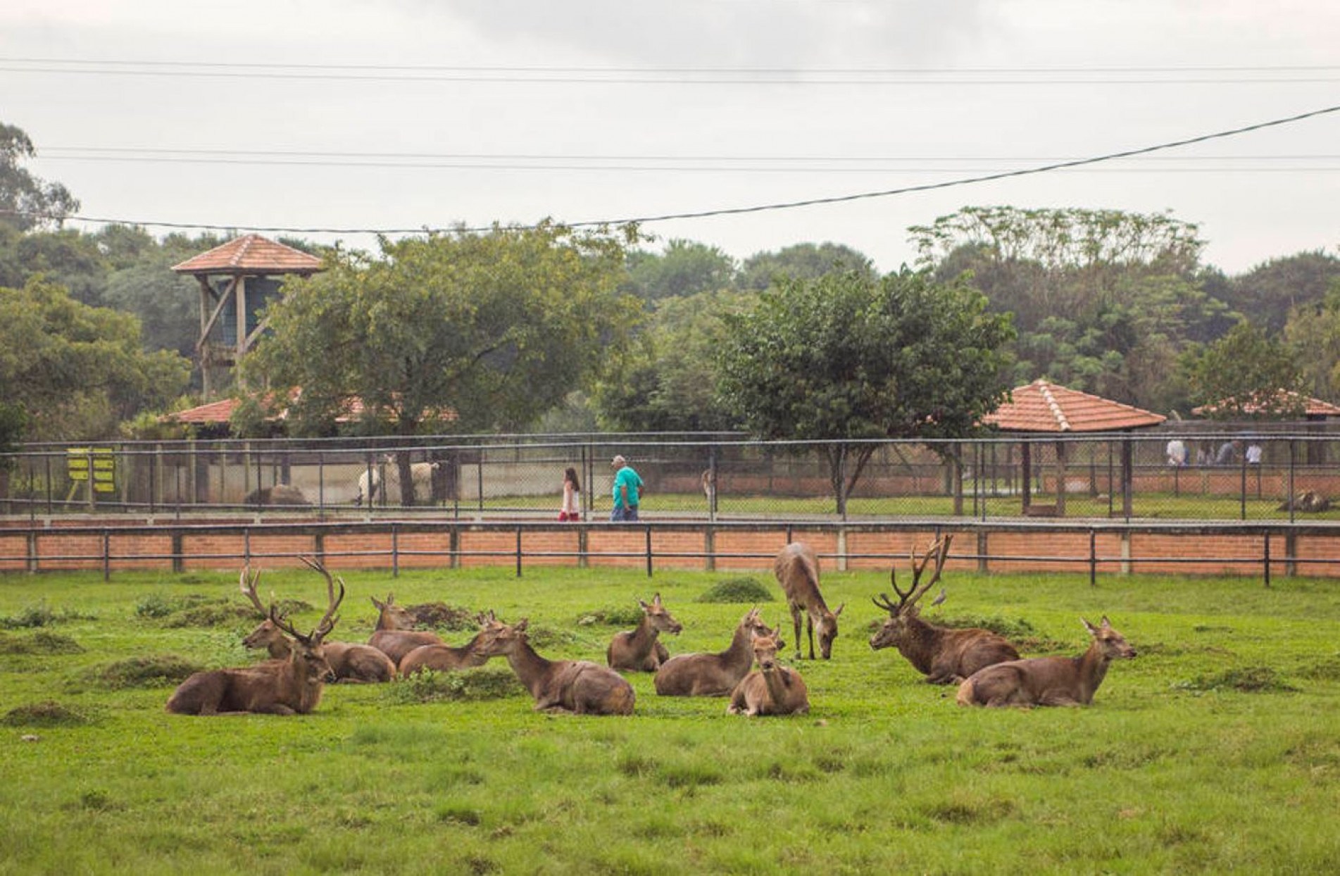 Cerca de 80 animais do zoo de Curitiba serão imunizados com a vacina Zoetis.