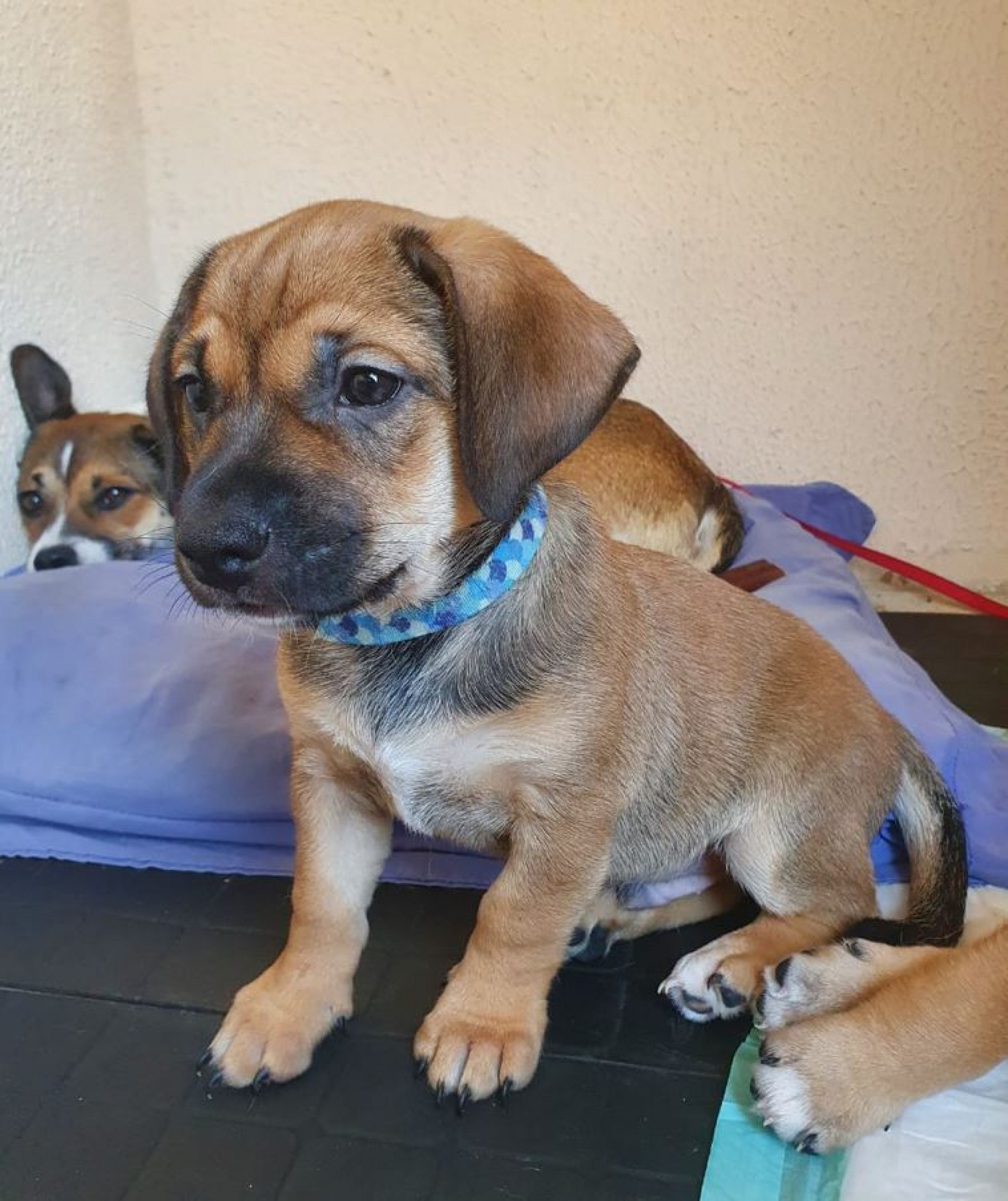 Albergues para pets também vira lei