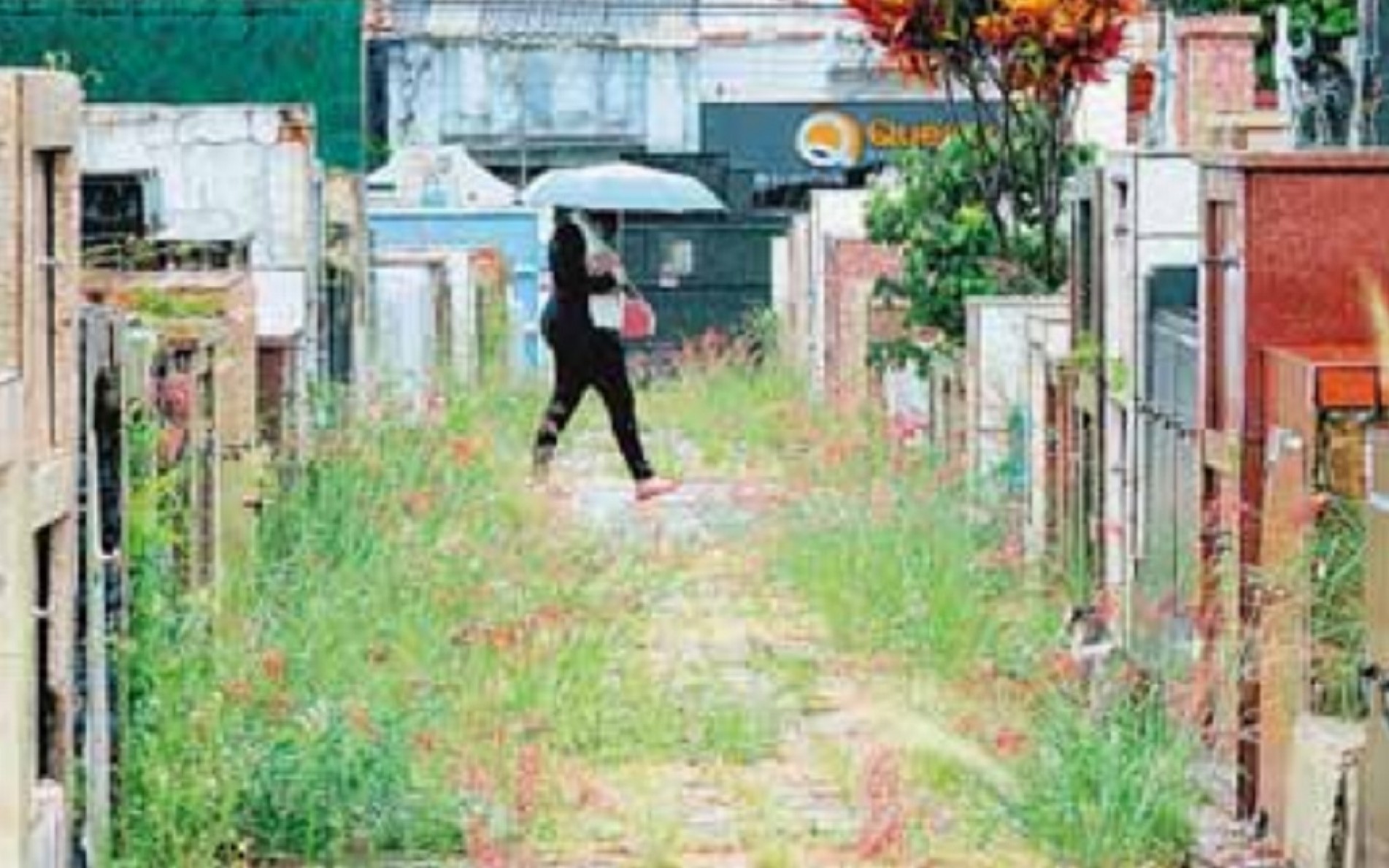Mato alto toma conta de corredores do cemitério