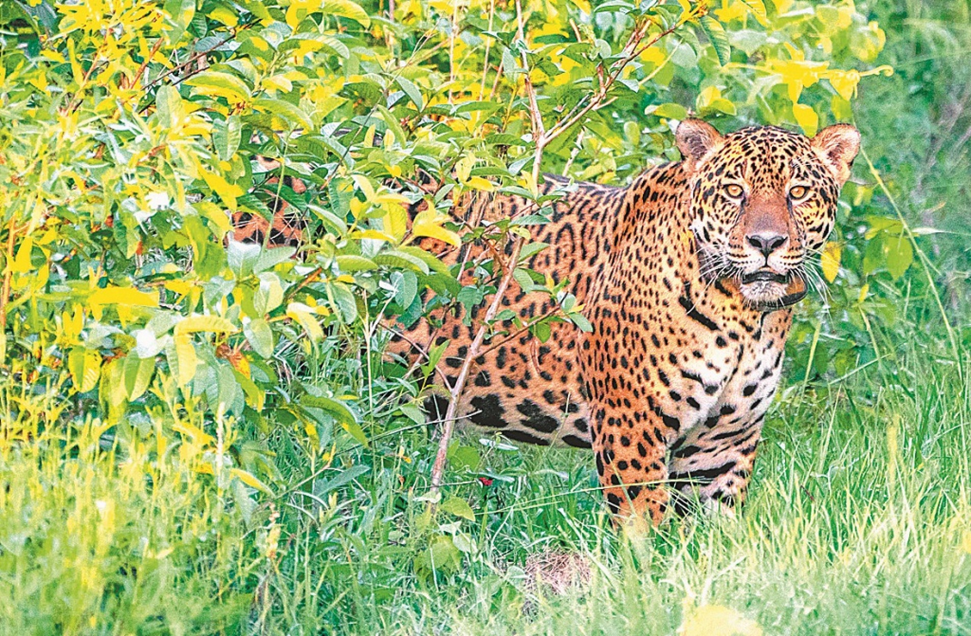 A onça tem esse nome por ter aparecido em uma escola rural chamada Jatobá, no Brasil, em 2018, após cruzar a nado o rio Paraguai