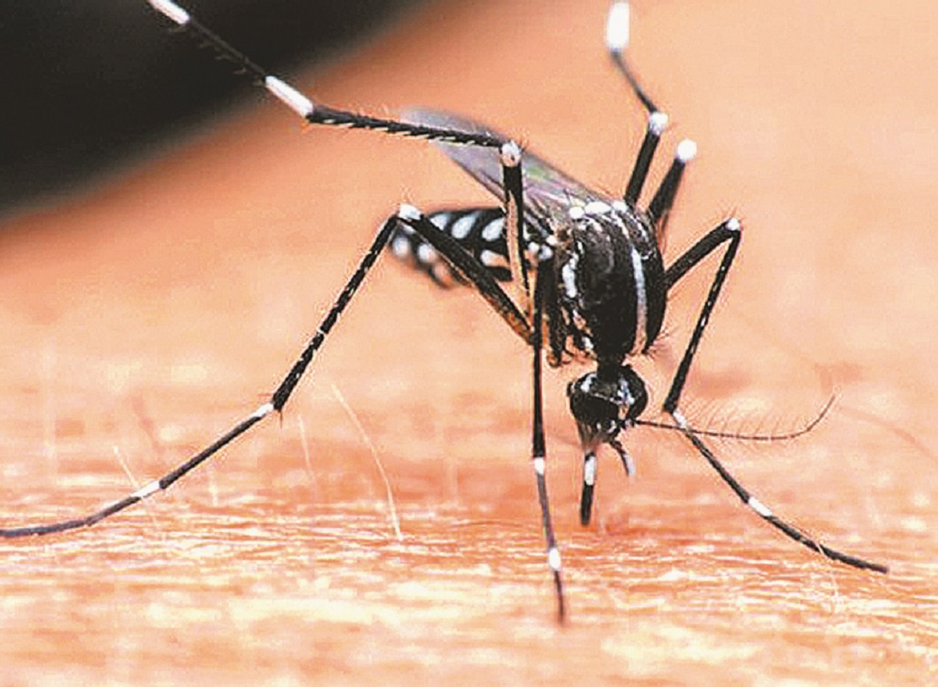 Época do ano favorece ambientes para a criação do mosquito Aedes aegytpi 