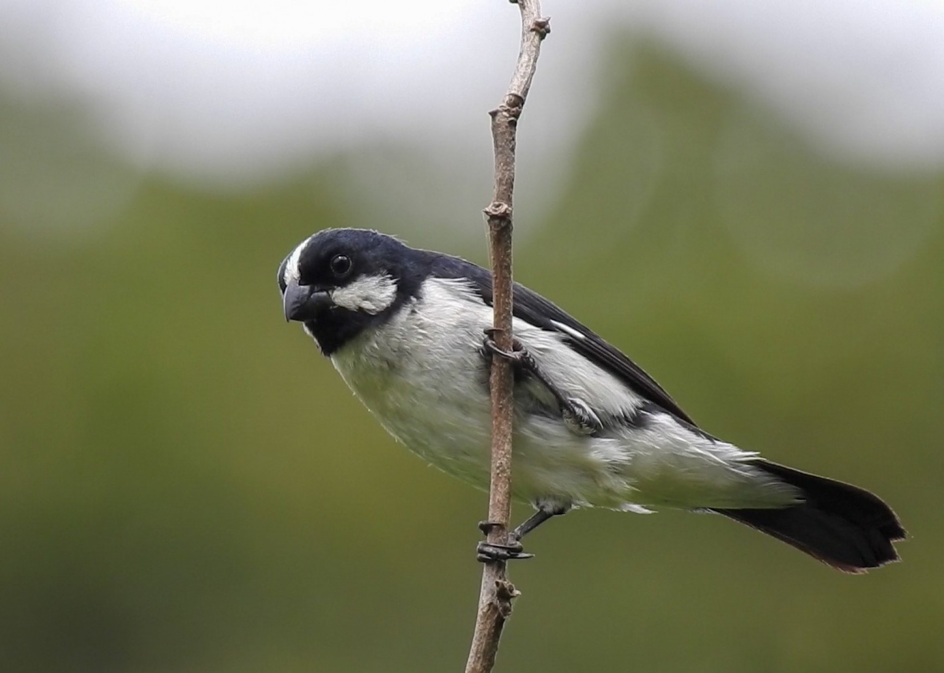 O nome vem da faixa negra na garganta, abaixo do bico, lembrando um 