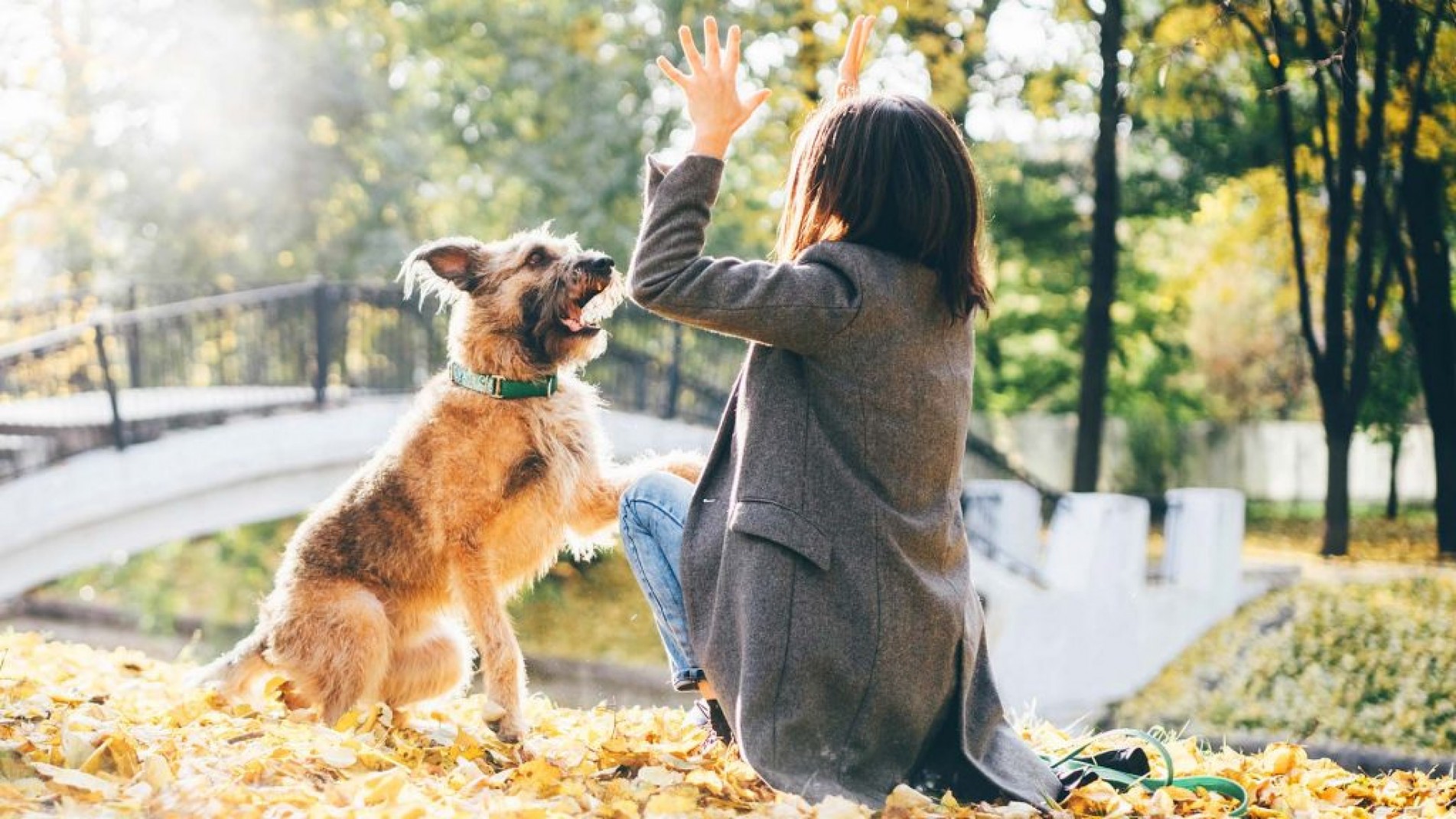 Estímulos e investimento de tempo são essenciais para os animais.