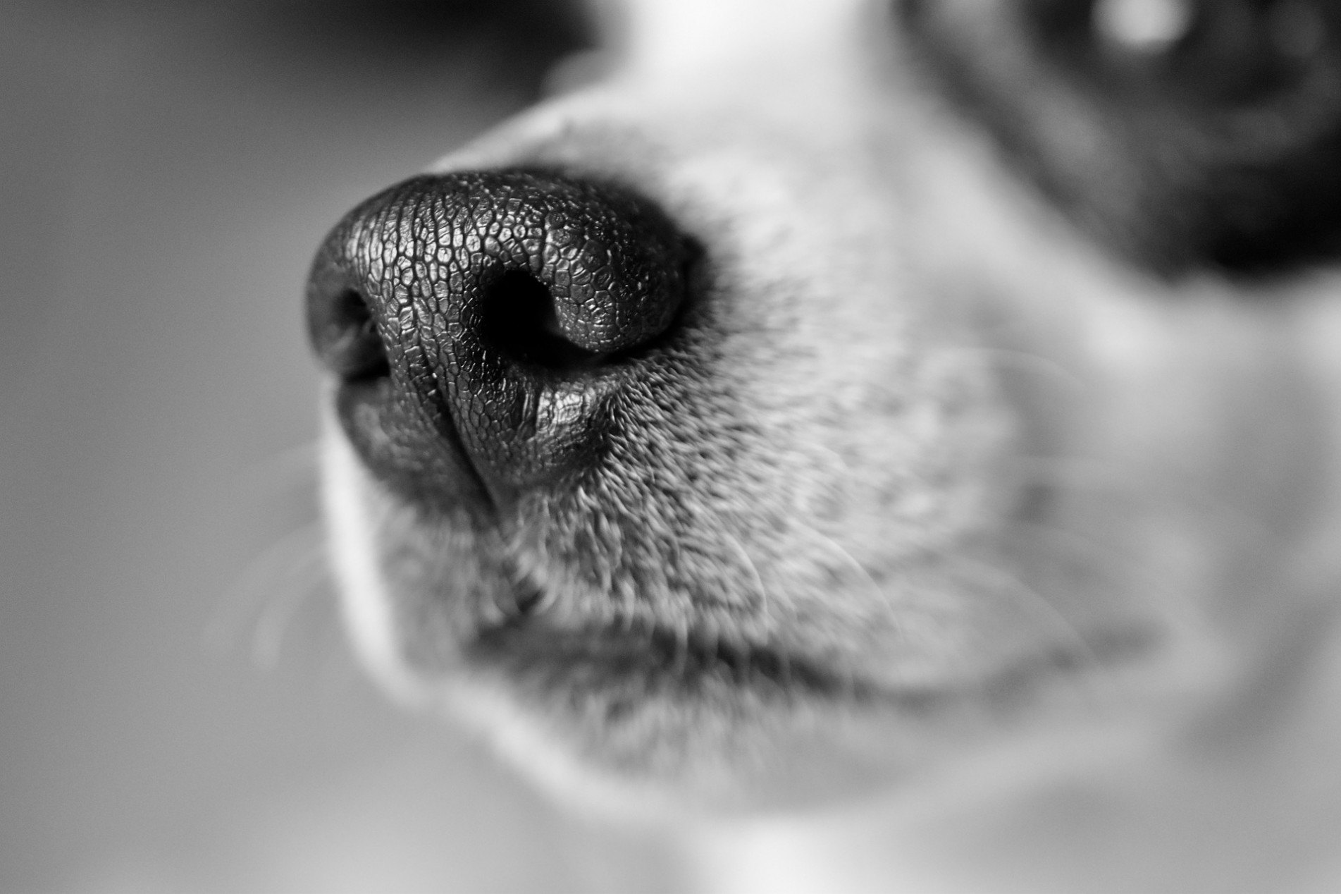 A temperatura corporal dos cachorros também é regulada pelo focinho.