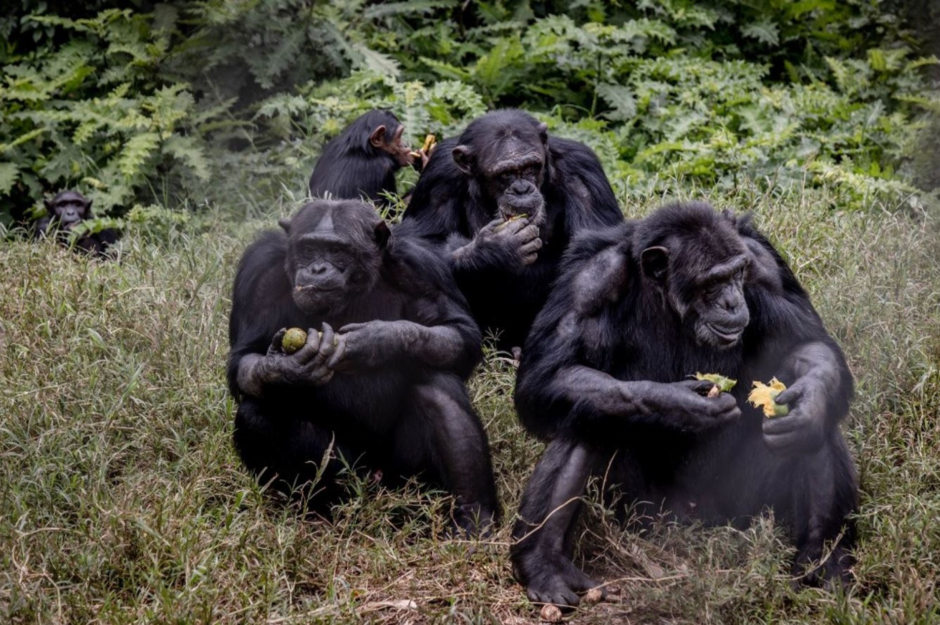 Centro acolhe chimpanzés, gorilas, bonobos e outros pequenos macacos órfãos ou resgatados da caça.
