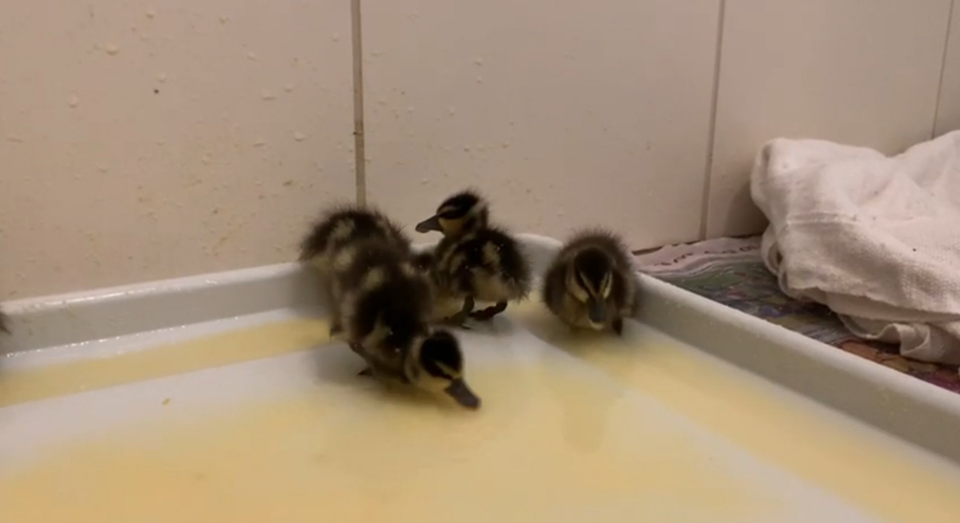 Patinhos foram encontrados em um condomínio e agora estão em um sítio da cidade