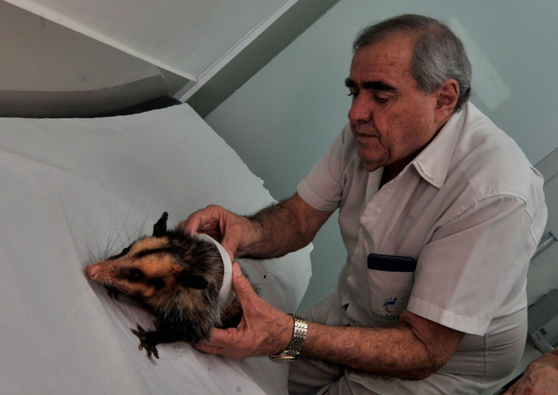 Animalzinho foi examinado na sexta-feira pelo empresário Nelson Nolé, que se prontificou a ajudar.