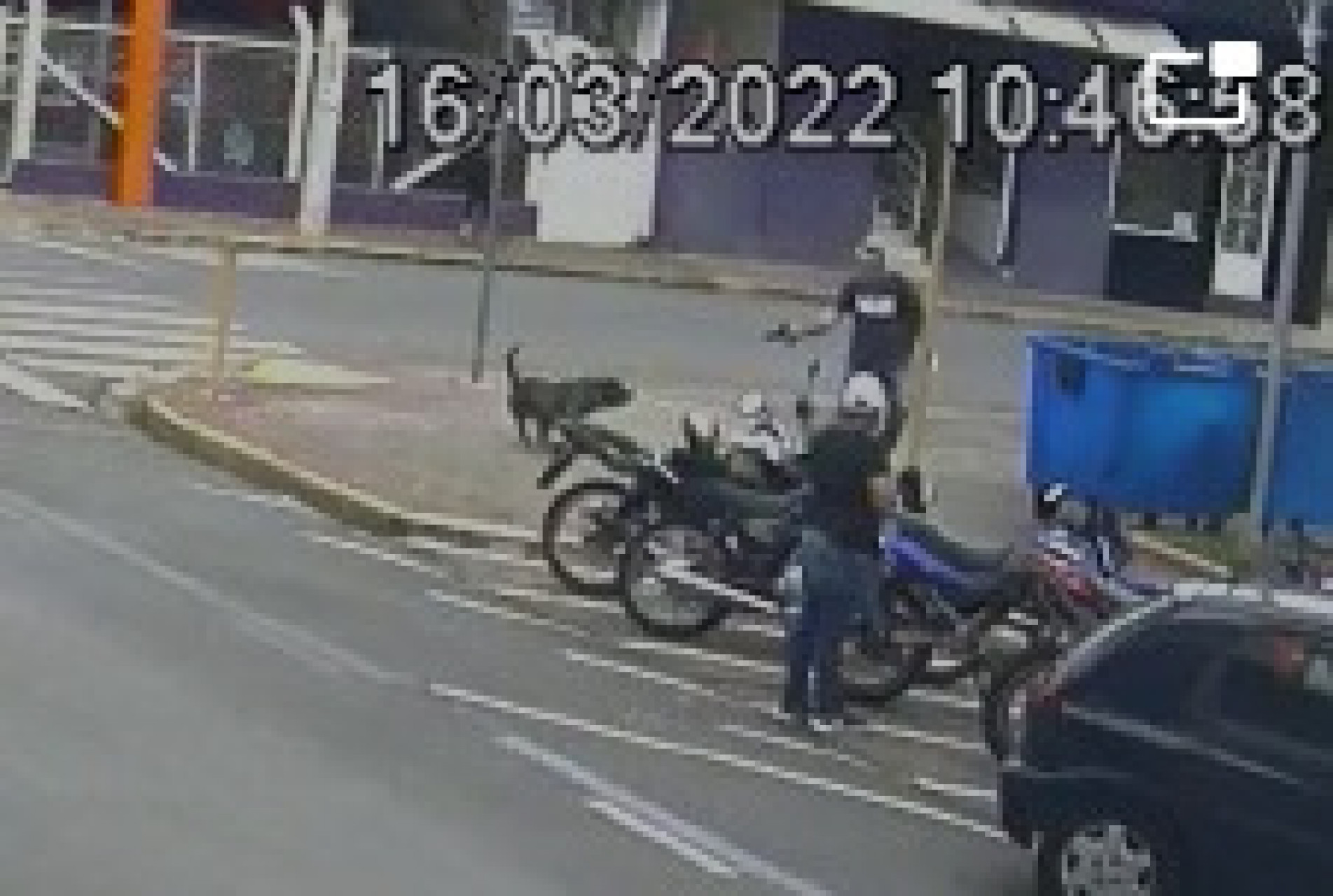 Aposentado disse que atirou no animal para se defender