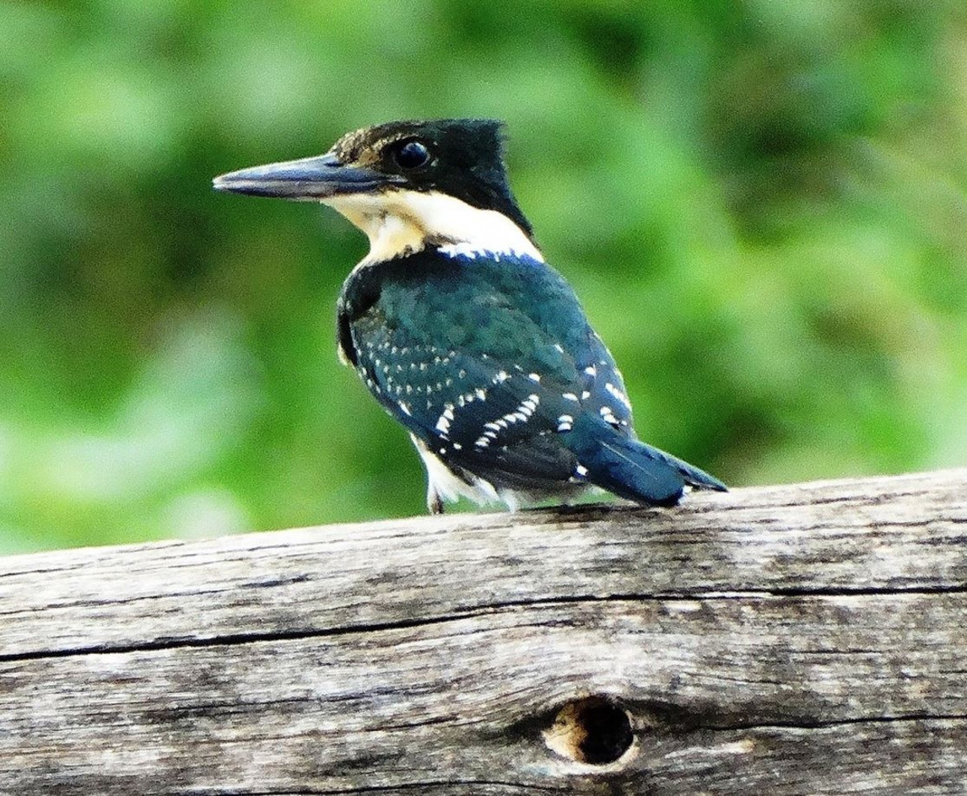 É o menor martim-pescador que vive em Sorocaba, com 20 centímetros.