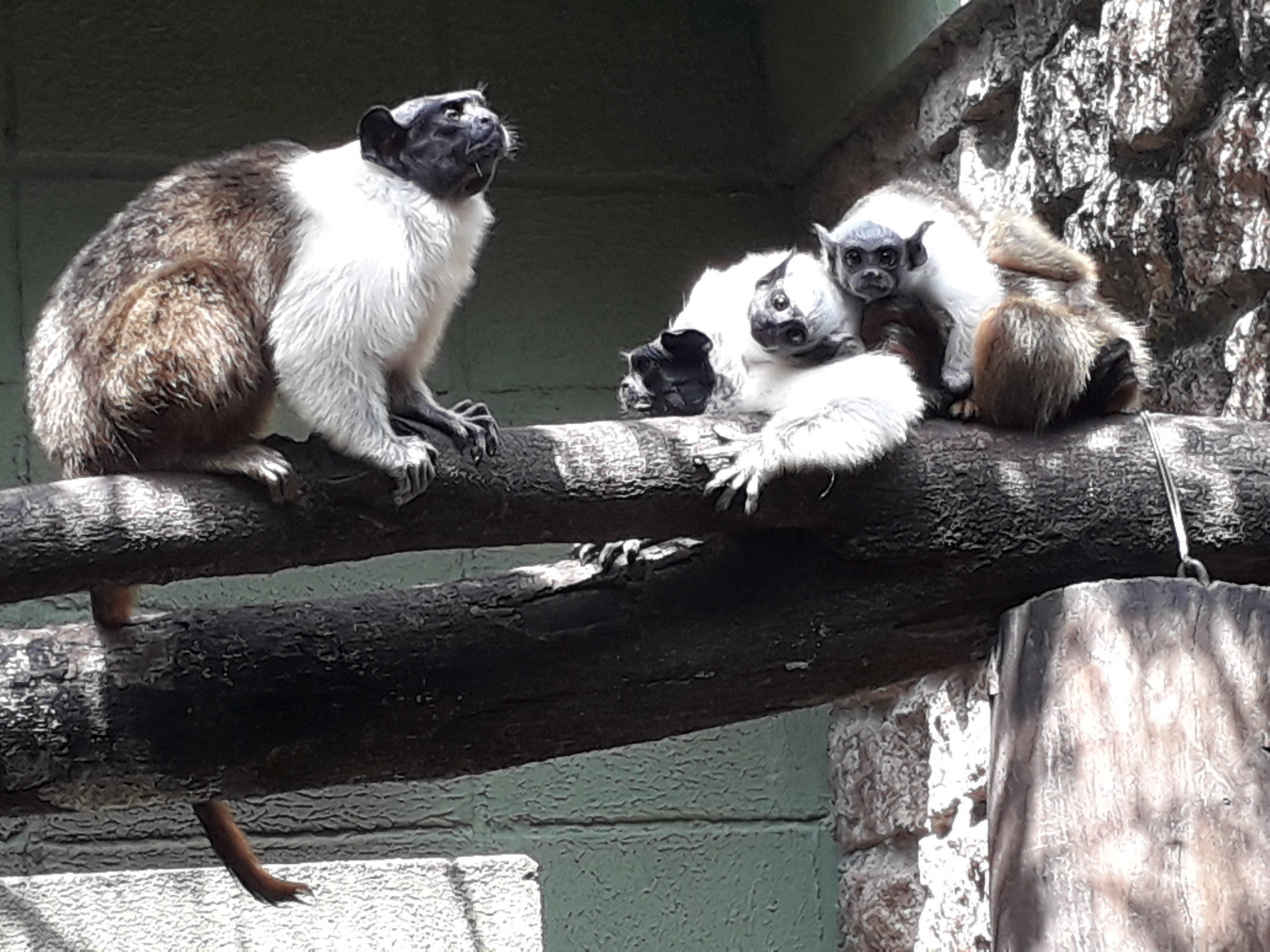 Filhotes de primatas brasileiros nascem no Zoo de Sorocaba