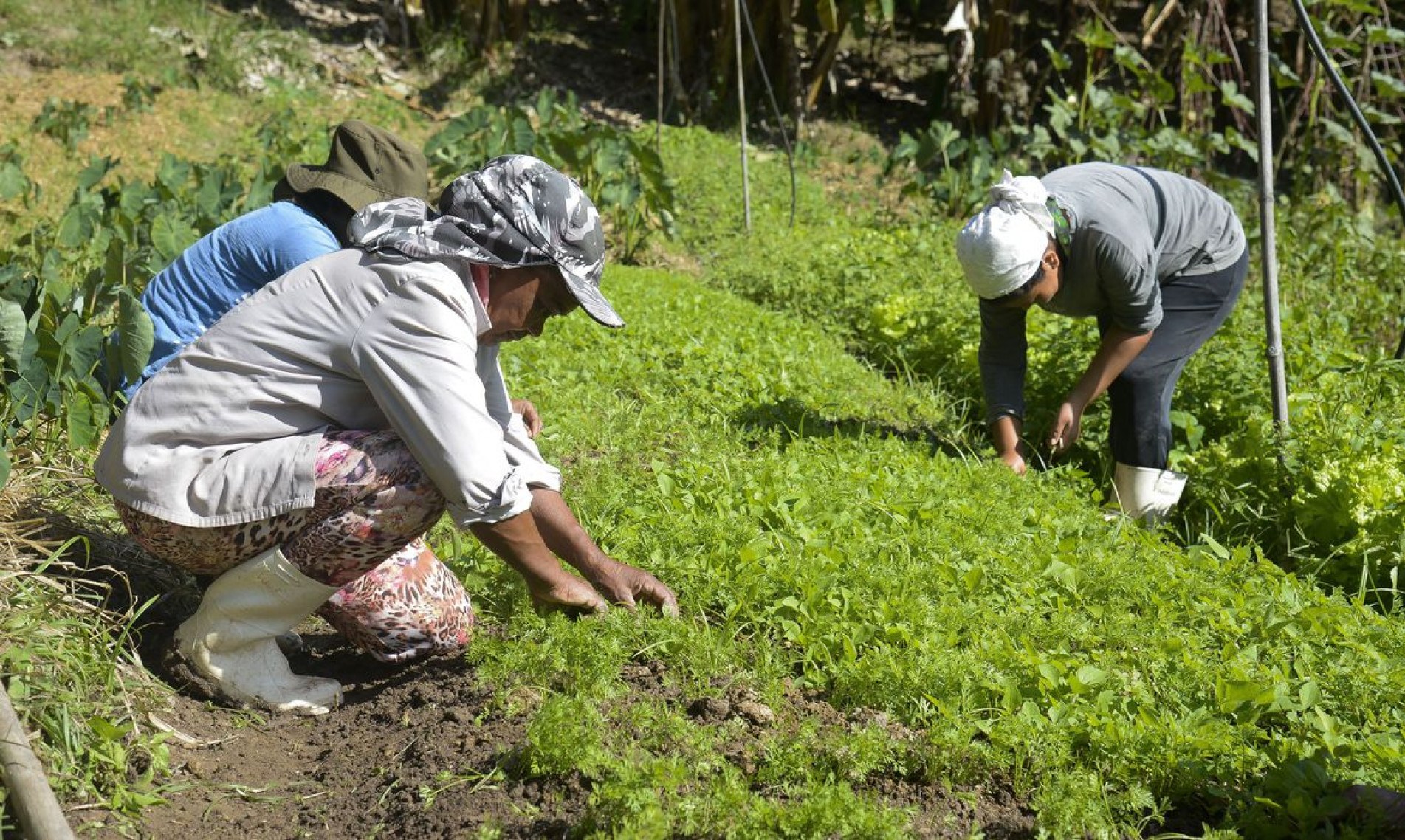  Horta na propriedade de Waldir Pollack em Paracatu de Baixo, distrito de Mariana, no local s..o cultivadas cerca de 40 variedades de hortali..as e legumes. 
    