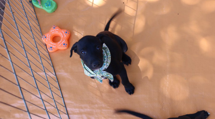 Filhotes de cães e gatos estão disponíveis para adoção na feira 