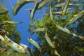 O aquário natural do rio Baía Bonita encanta os turistas. - DANIEL DE GRANVILLE / DIVULGAÇÃO
