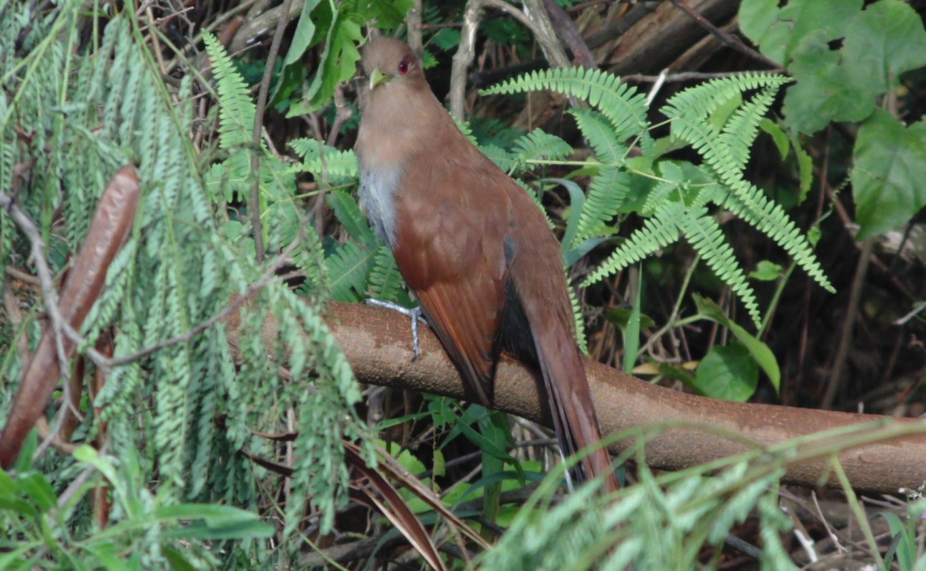Esse pássaro tem seu nome por conta do canto e por pular de galho em galho.