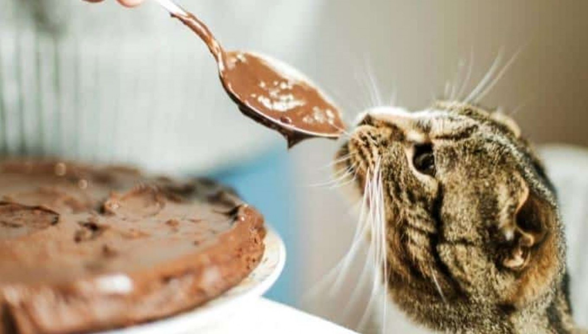 Apesar de não sentirem o gosto doce, felinos podem querer chocolate por conta do leite em sua composição.