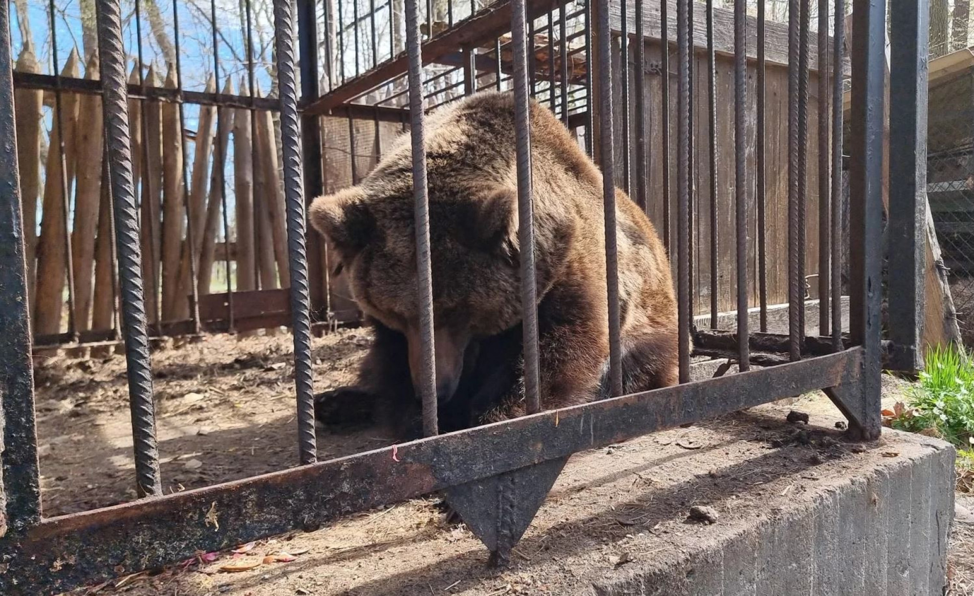 A ursa parda Kiryusha, de 24 anos, viverá em zoológico na Holanda após ser resgatada na Ucrânia.