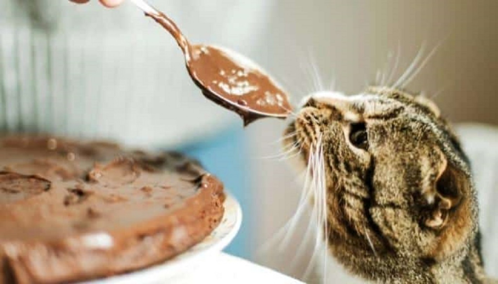 O leite na composição do chocolate é o que atrai os felinos