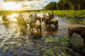 O Pantanal tamb&eacute;m faz parte dos roteiros oferecidos aos "singles". - DIVULGA&Ccedil;&Atilde;O