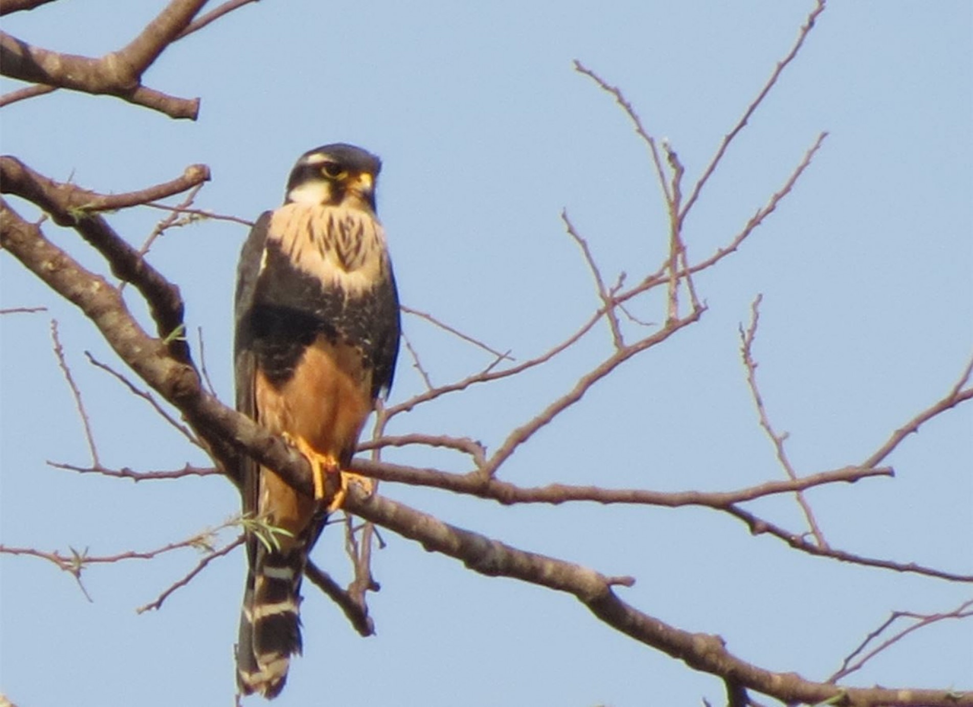 Um dos falcões mais comuns em Sorocaba, podendo ser encontrado até na área urbana.
