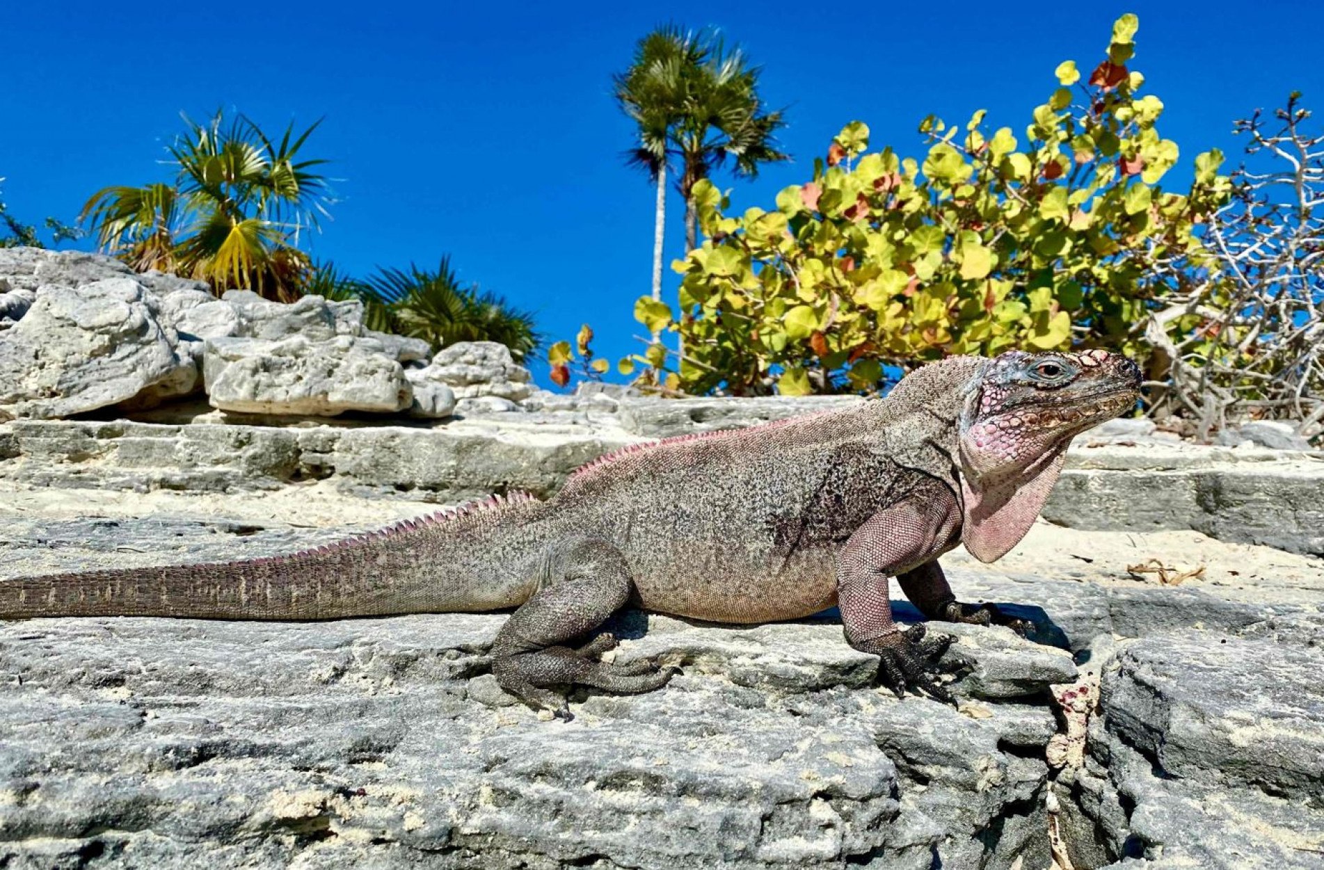 Herbívoros com até 50 centímetros de altura vivem nas paradisíacas ilhas das Bahamas.