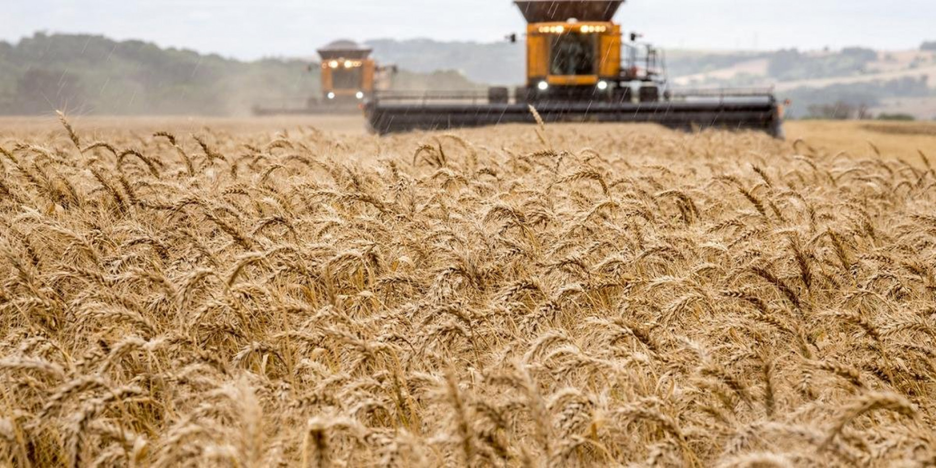 Redução nas exportações de trigo encarece alimentos, como pães, biscoitos e massas.