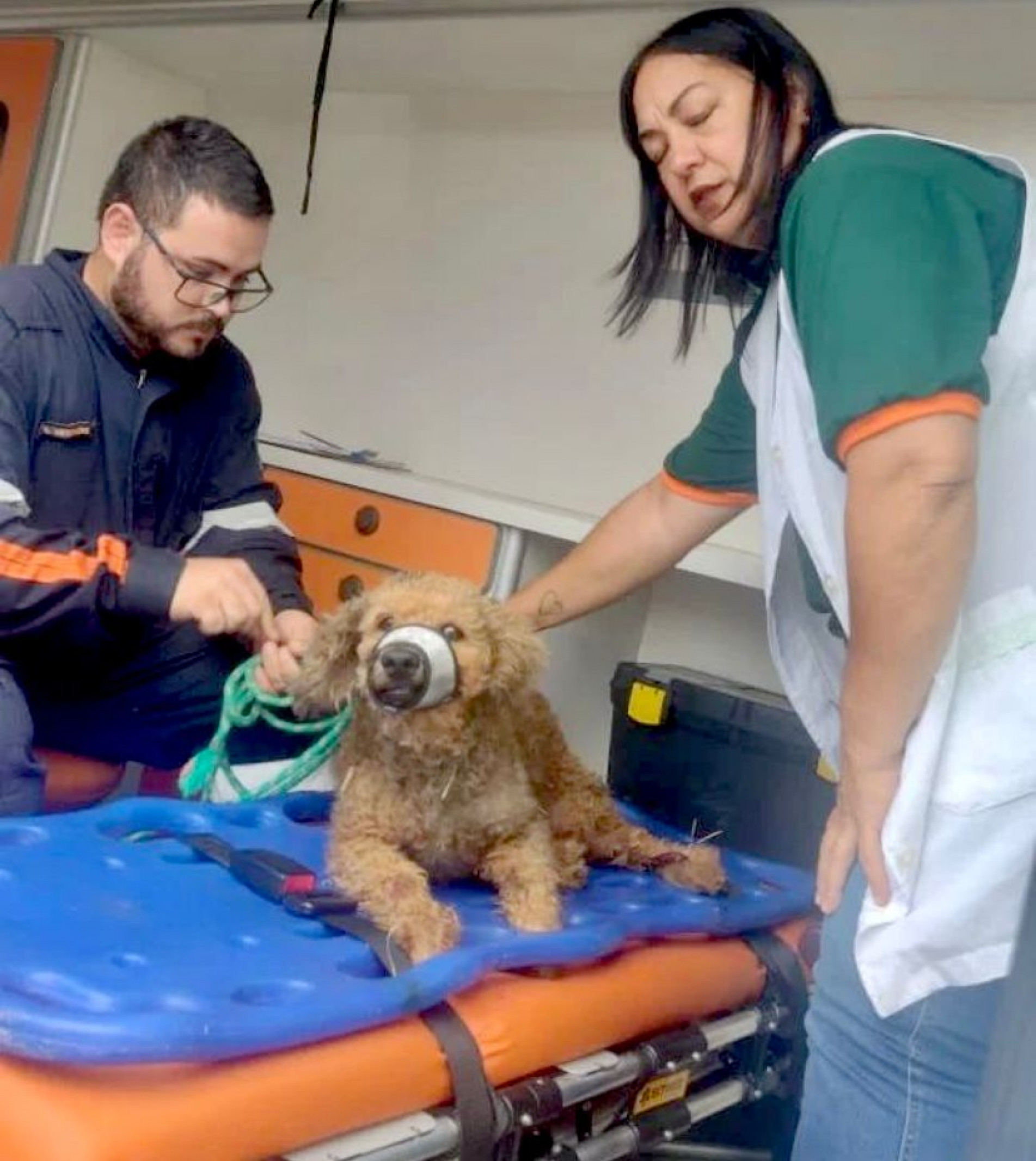 Resgate Patrulha Animal acolheu cachorrinha após atropelamento no Jardim Itapemirim

