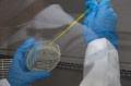A pesquisa resultou em um gel com um coquetel de bacteri&oacute;fagos para tratar as piodermites nos animais, principalmente cachorros e equinos - Paulo Ribeiro / Arquivo-Uniso