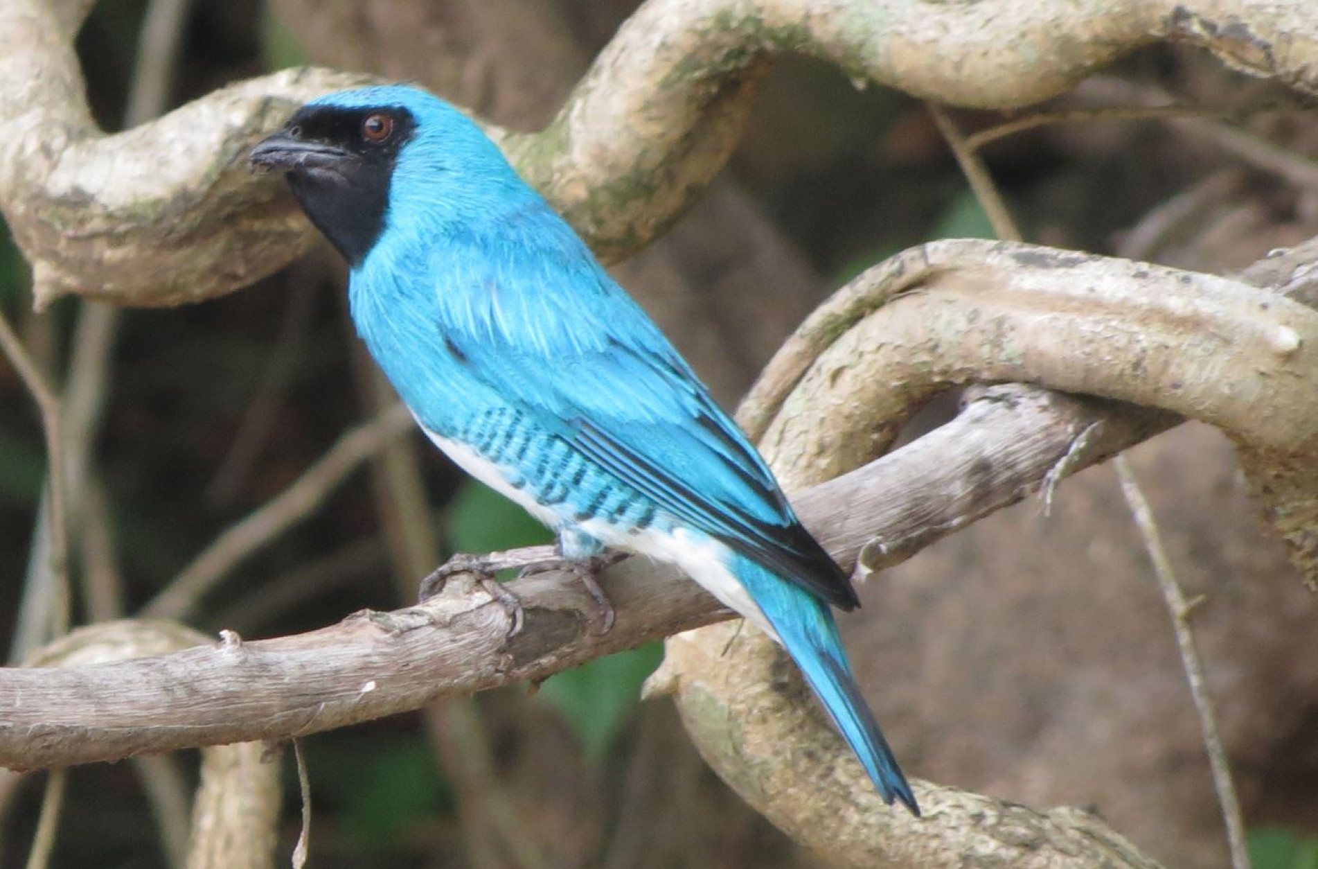 O macho tem o corpo azul-royal e detalhes pretos nas asas.