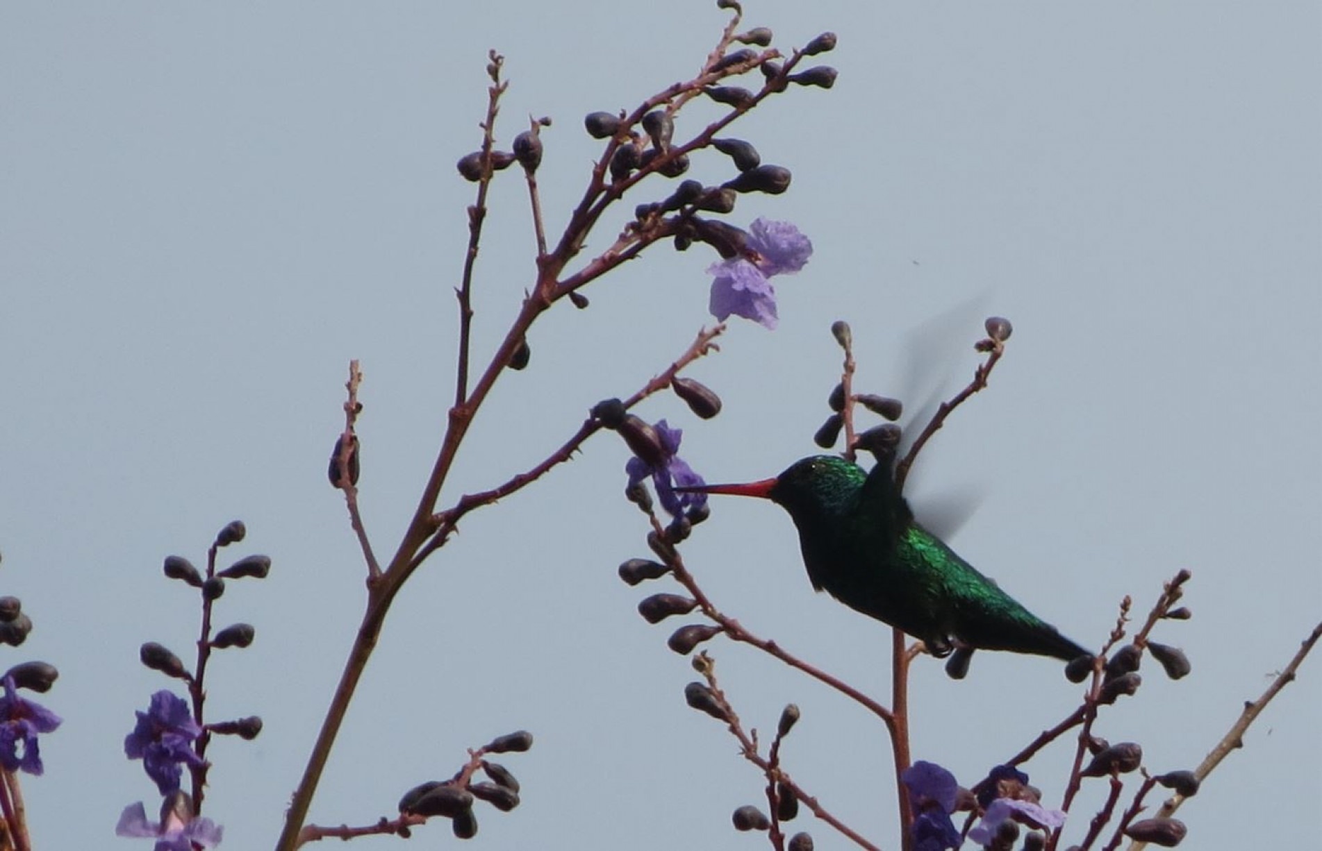 Seu nome tem relação com seu tamanho e com o 
