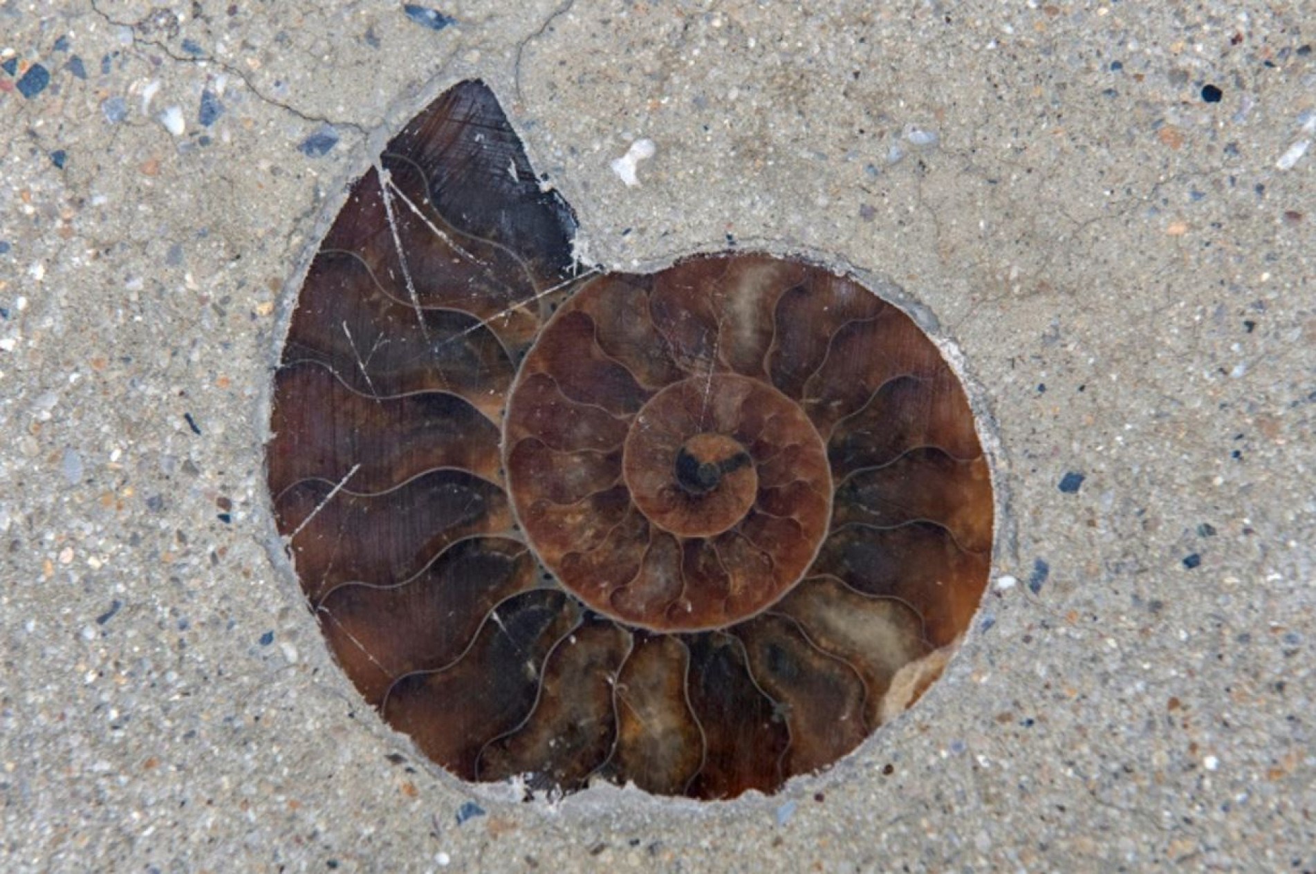 Amonoides são moluscos que viveram há 66 milhões de anos.