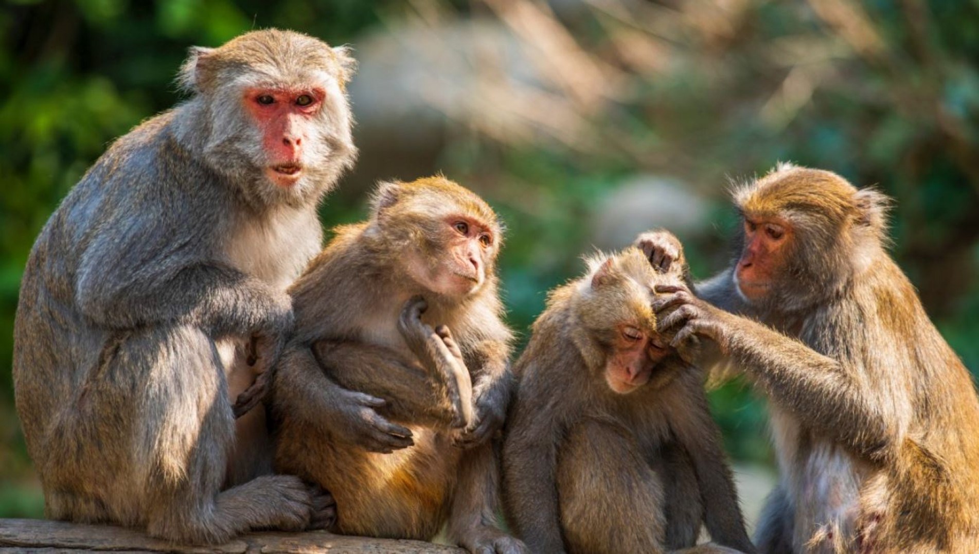  OMS: é improvável que surto de varíola dos macacos se transforme em pandemia