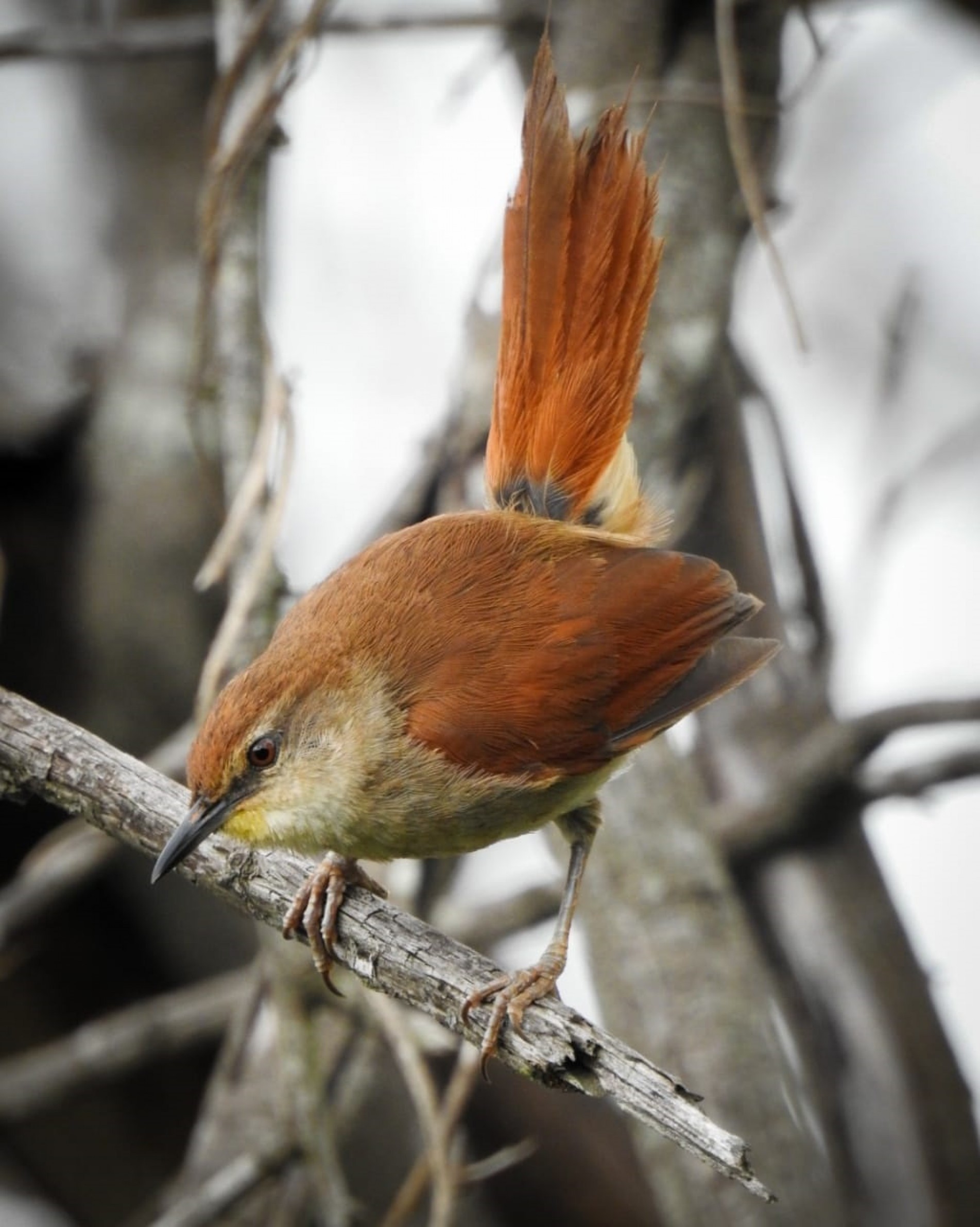 Ele possui as costas e asas de cor ferrugem e o ventre acinzentado.