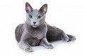 A ra&ccedil;a Russian Blue &eacute; destaque. - DIVULGA&Ccedil;&Atilde;O