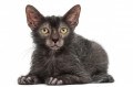 O gato Lobisomen tamb&eacute;m marcar&aacute; presen&ccedil;a. - DIVULGA&Ccedil;&Atilde;O