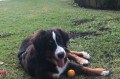 Petrus completou seis meses de vida na sexta-feira. - ACERVO PESSOAL