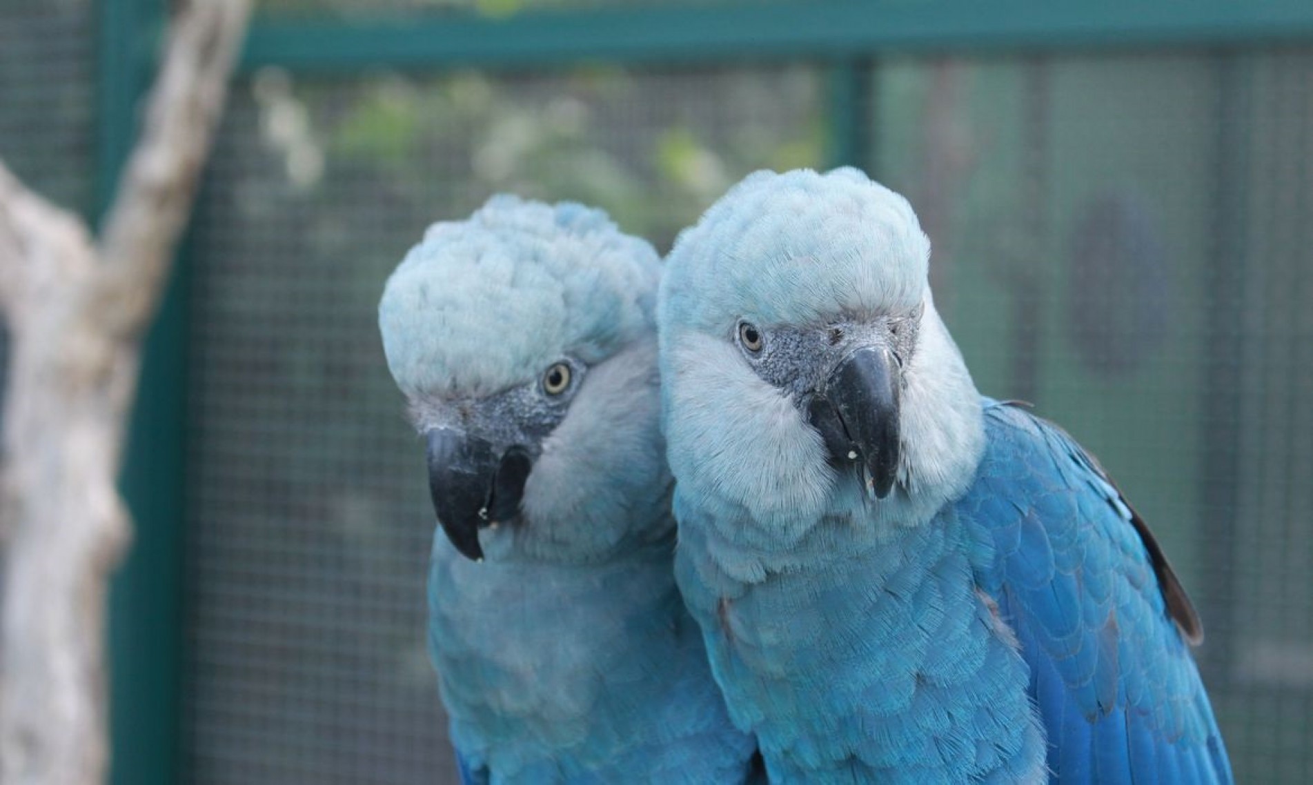 Depois de mais de 20 anos, ararinha-azul volta aos céus da caatinga.
