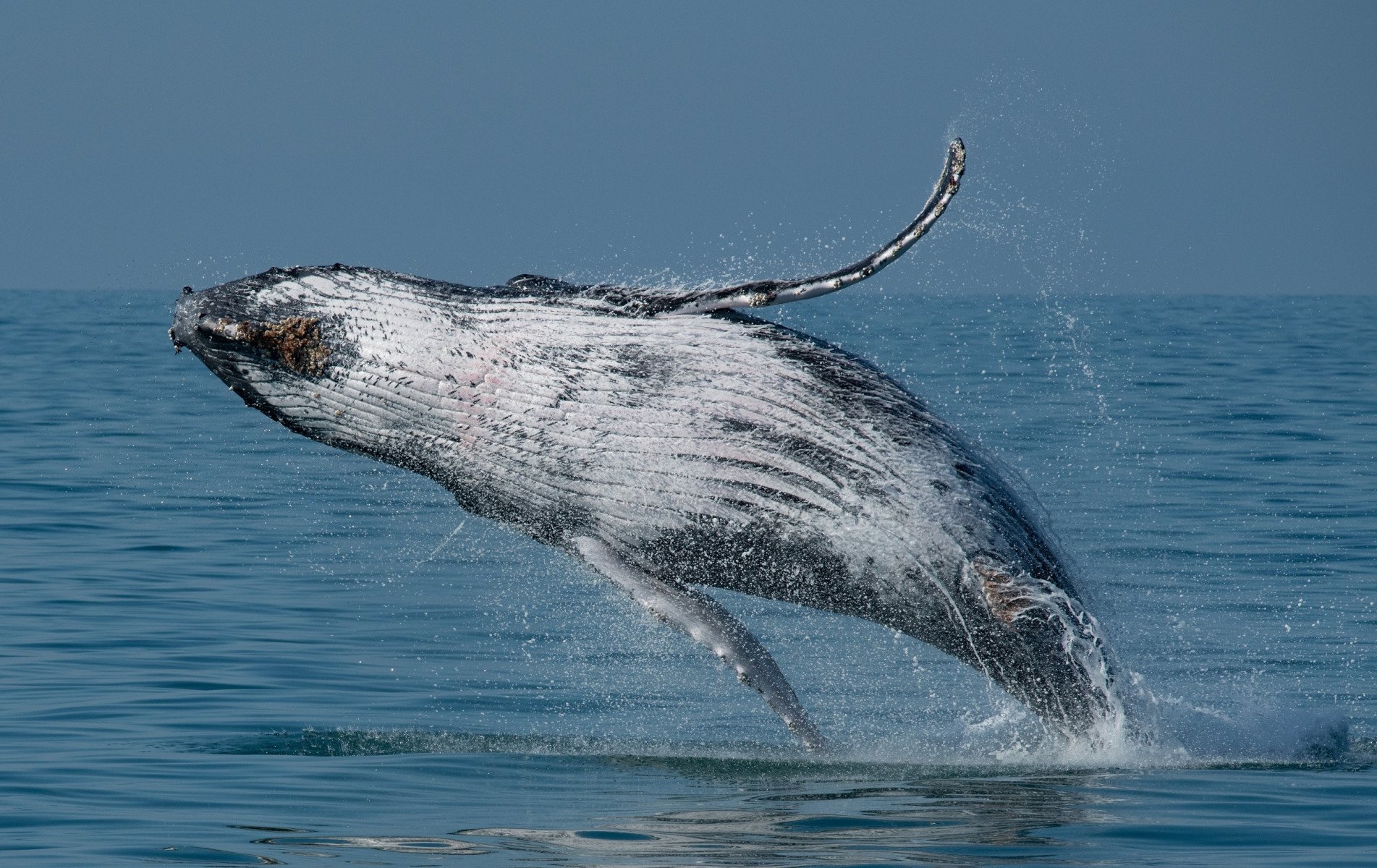Cerca de 300 baleias, em média, passam pelas águas da região durante a temporada, vindas das águas geladas do sul.