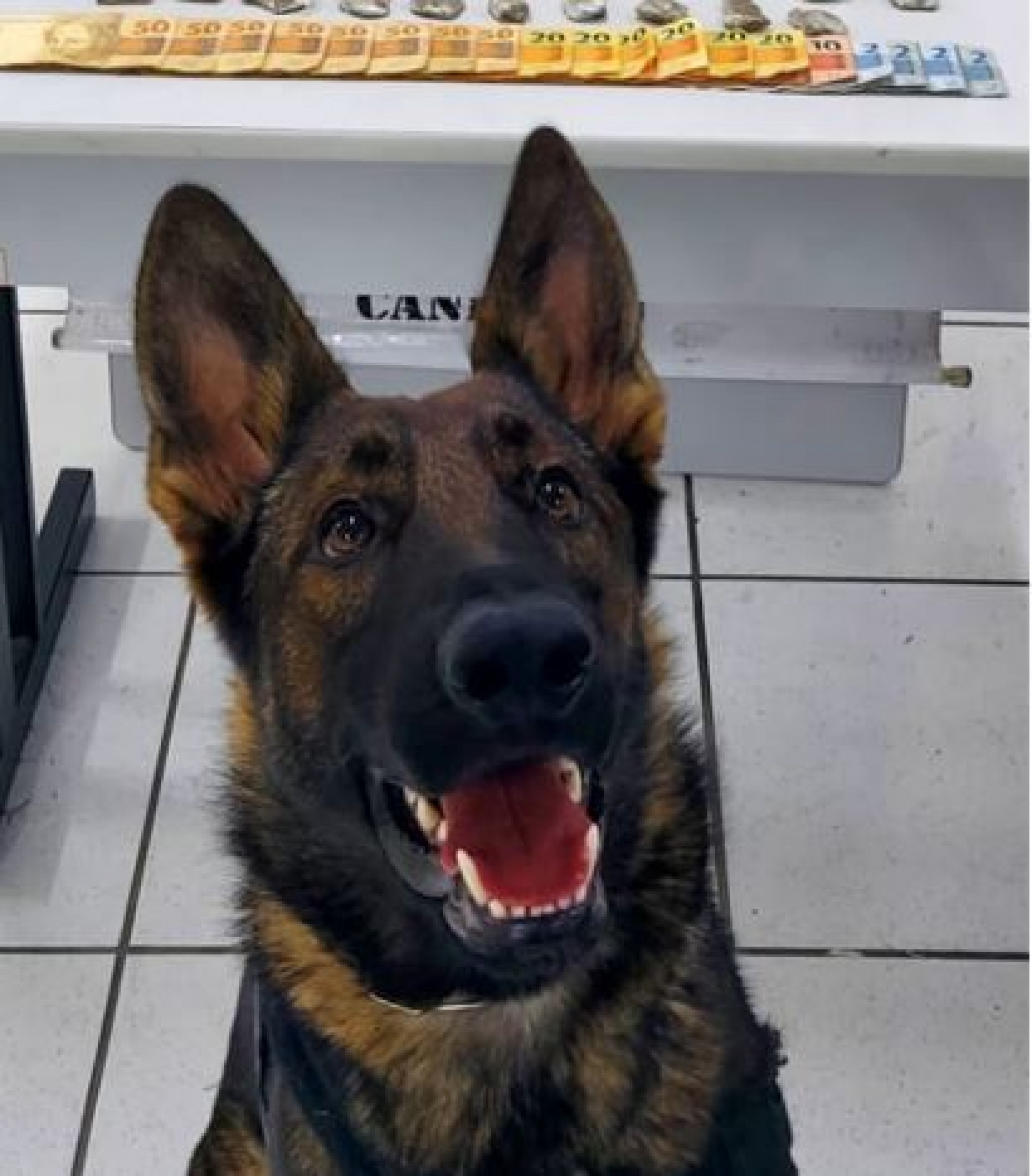 Cão farejador da raça pastor-alemão ajudou a encontrar parte dos entorpecentes 