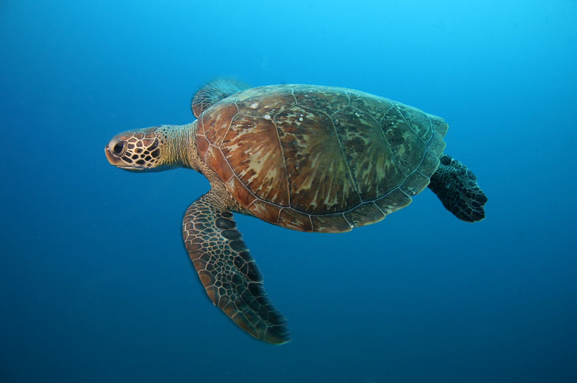 A tartaruga-verde não corre mais risco de extinção.