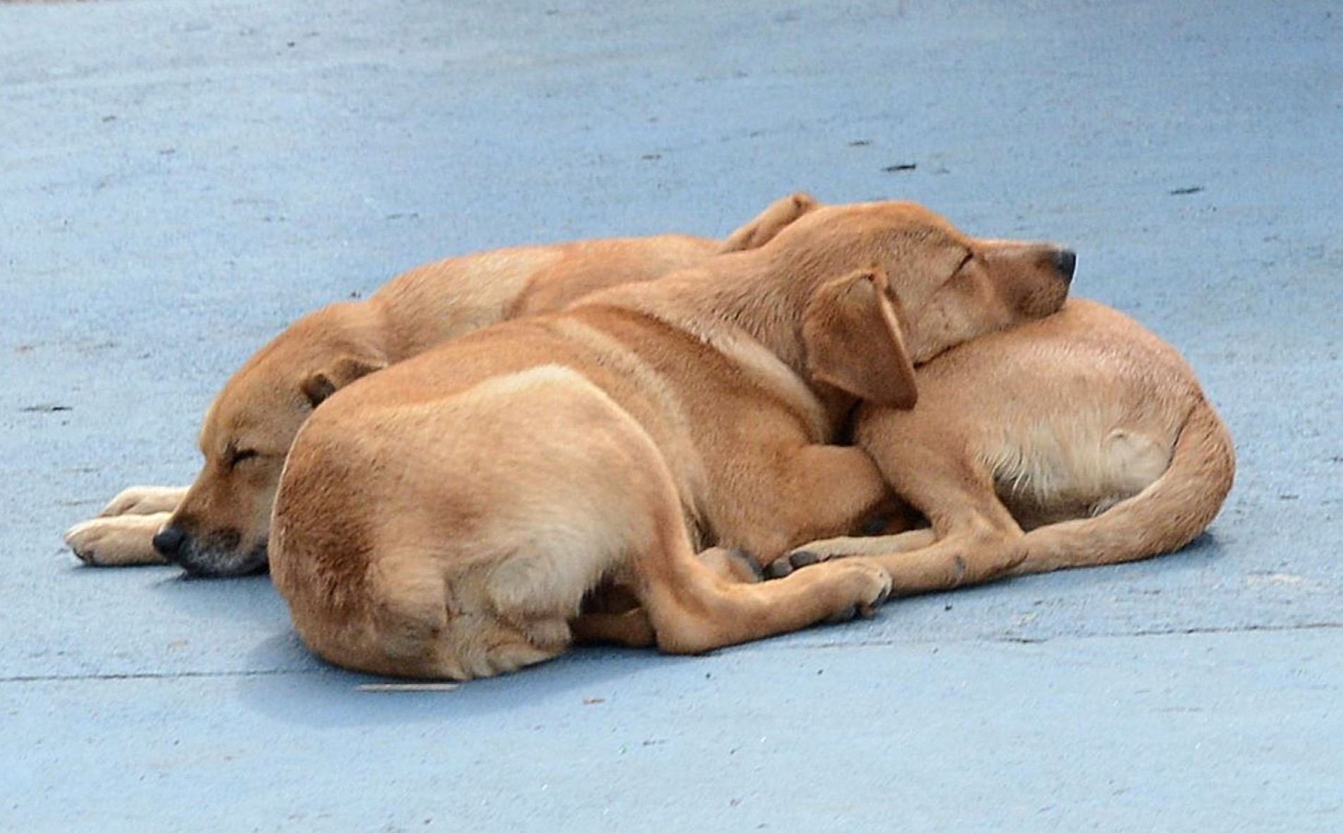ONGs e poder público têm capacidade limitada para receber animais.