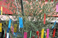 Centenas de bambus são decorados com enfeites coloridos de papel com os pedidos a serem entregues aos deuses - LUCI JUDICE YIZIMA / DIVULGAÇÃO