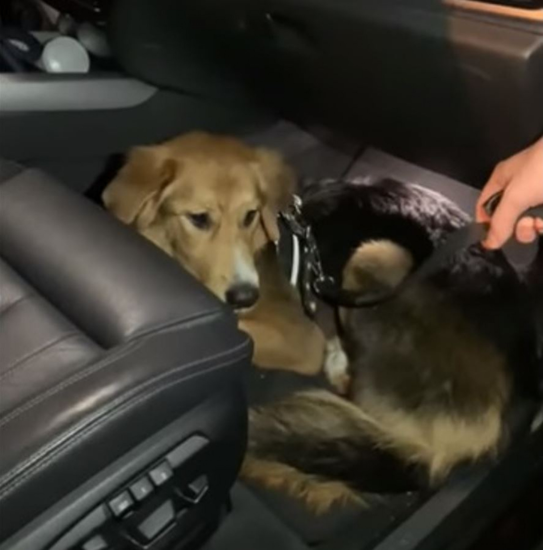 Moana foi resgatada da casa da mulher que a agredia 